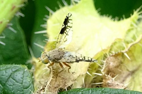 Tephritis separata